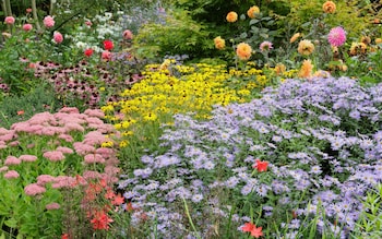 What to plant now for late-summer glory