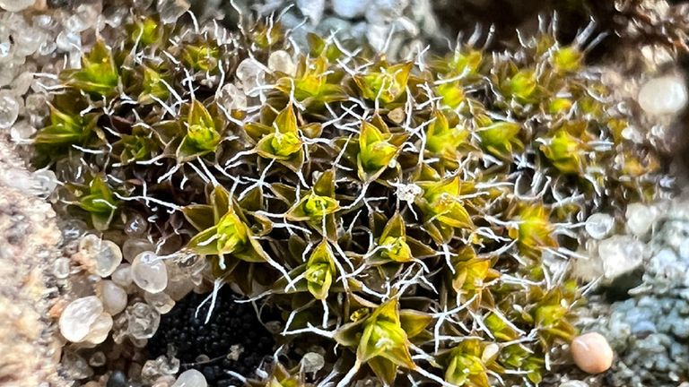 'Super moss' discovered that could help sustain life on Mars