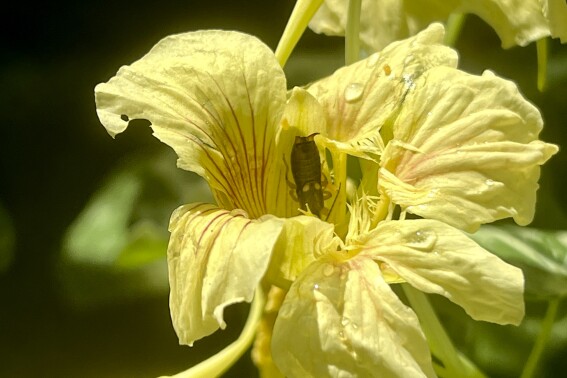 The heat has affected my garden for good (tall tomatoes) and bad (tick alert)