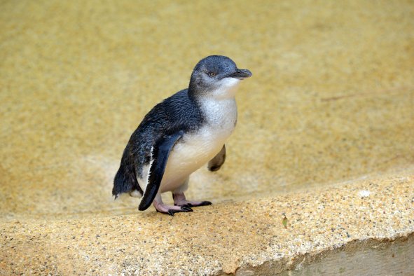 Protected Blue Penguins Die After Dog Attack