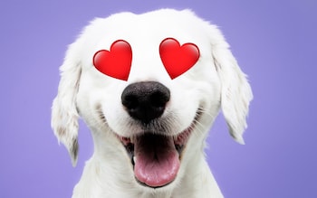 How to tell if your dog really loves you