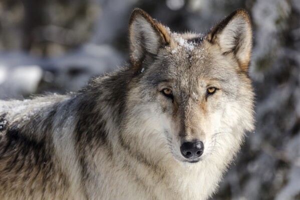 Groups sue to restore endangered species protection for US northern Rockies wolves