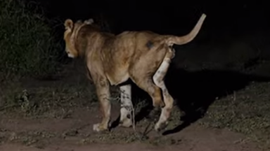 Three-legged lion makes 'longest swim ever' in crocodile-infested waters - and he had added motivation