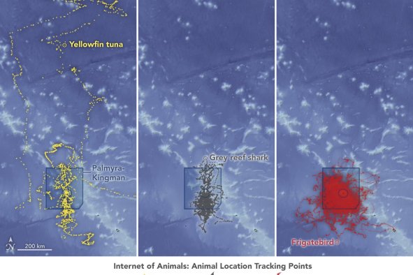 NASA's 'Internet of Animals' Helps Protect Life on Remote US Territory