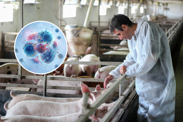 Intensive Farming May Up Pandemic Risk, Myth-Busting Study Warns