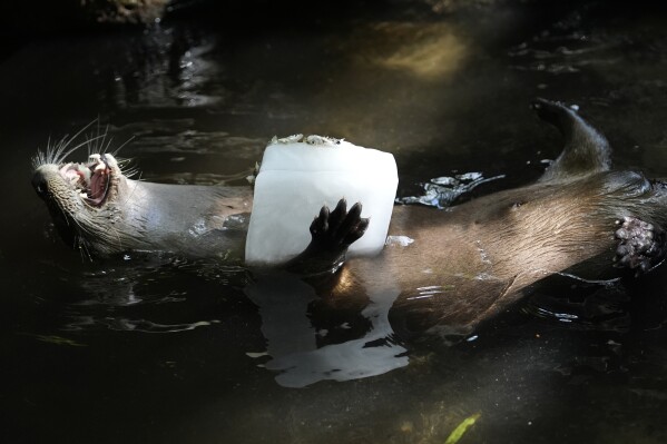 Frozen treats, cold showers and lots of ice; Florida zoo works to protect animals from summer heat