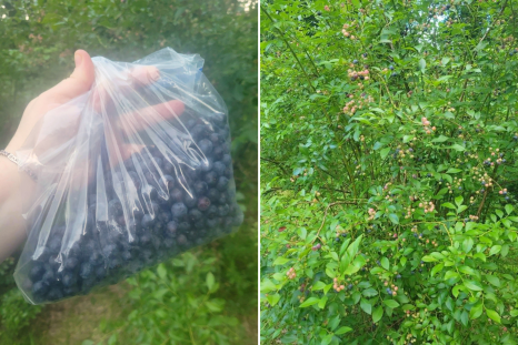 Resident Devastated by What Neighbors Did After Asking to Pick Blueberries