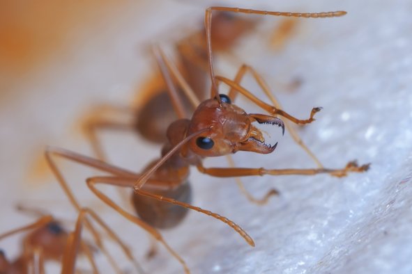 California County Warns of 'Painful Pustules' From Aggressive Ant Invasion