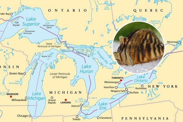 Scientists Reveal Great Lakes' 'Most Unwanted' Invaders