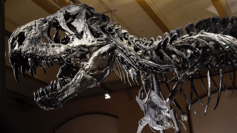 Tyrannosaurus rex could have been even bigger than previously thought, study suggests