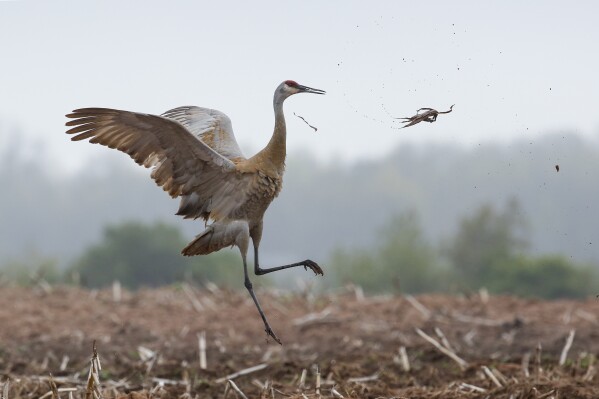 Committee studying how to control Wisconsin sandhill cranes