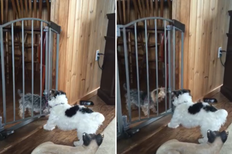 Dog Helping His Friend Escape Baby Gate Wins Pet of the Week