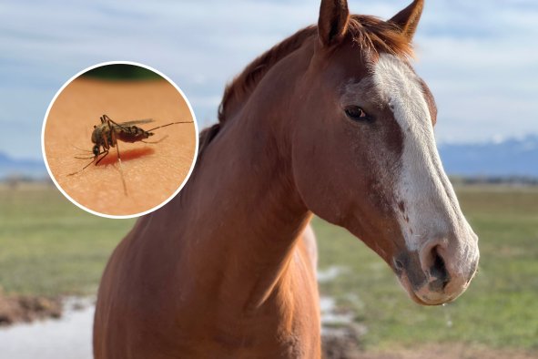 Fatal Horse Disease on the Rise in Florida