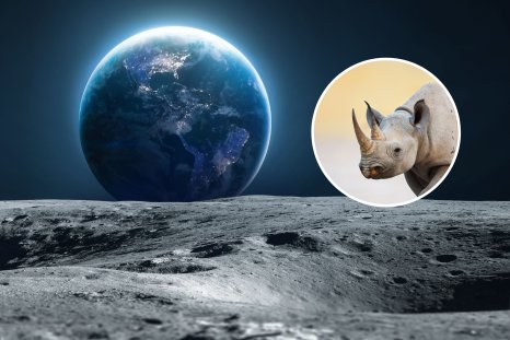 Scientists Want to Build an Ark on the MoonâHere's Why