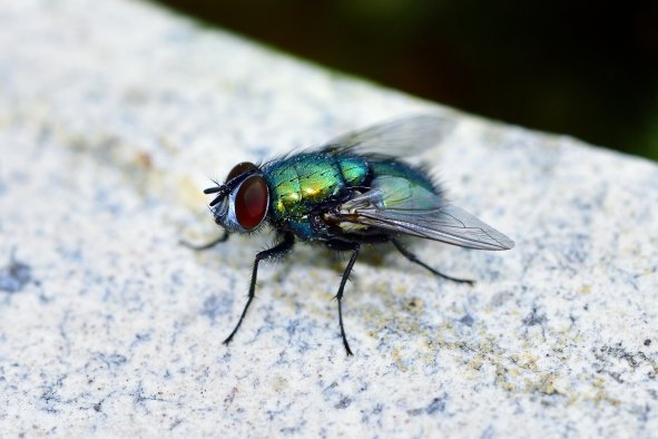 Bird Flu Warning as Blowflies Found Carrying the Virus