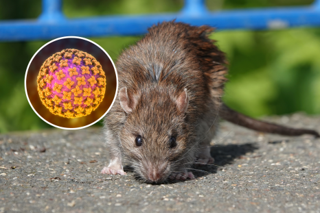 Deadly Rat-Borne Virus Spreading in USâWhat Are the Signs?