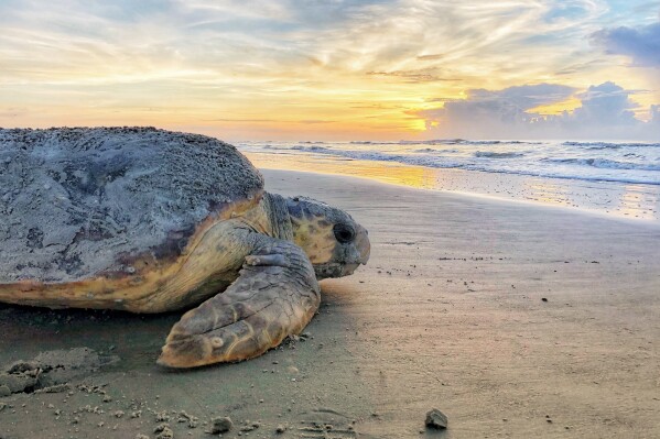 Sea turtles strandings have increased dramatically. Congress might create a fund to bail them out