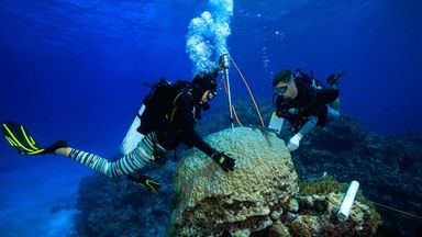 'The coral in the coalmine': Seas around Great Barrier Reef hottest in 400 years