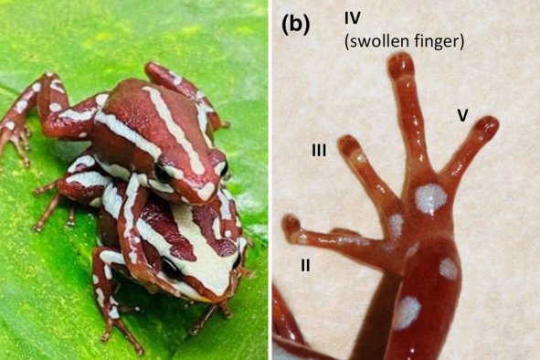 During Sex, Male Frogs May Use 'Swollen Fingertip' To Stimulate Females