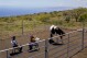 How horses at the Spirit Horse Ranch help Maui wildfire survivors process their grief