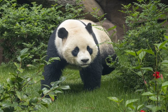 Giant Pandas Make 'Historic' US Debut at San Diego Zoo