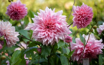 Gardening jobs in August: what to plant and tidy in your garden this month