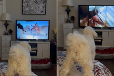 Dog obsessed with 'America's Funniest Home Videos' Wins Pet of the Week