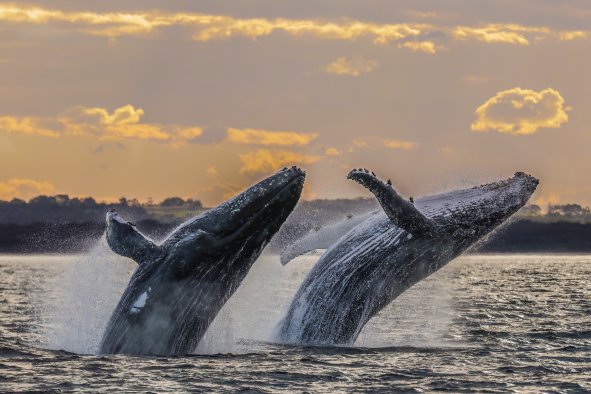 Whales Dodge Cargo Ships As They Swim Up River To Escape Amorous Male