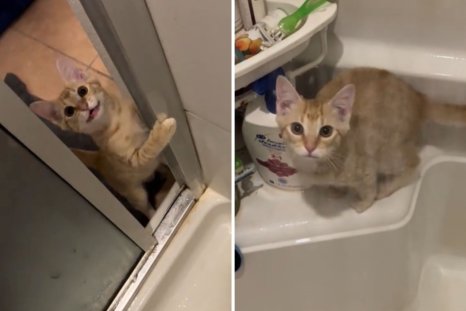 Woman Takes Phone in Shower, Films 'Evidence' of Cat's Bizarre Behavior