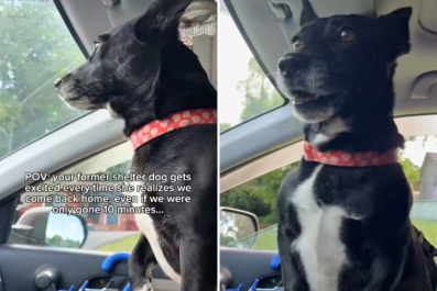 Rescue Dog Has Heartwarming Reaction Every Time She Comes Back Home