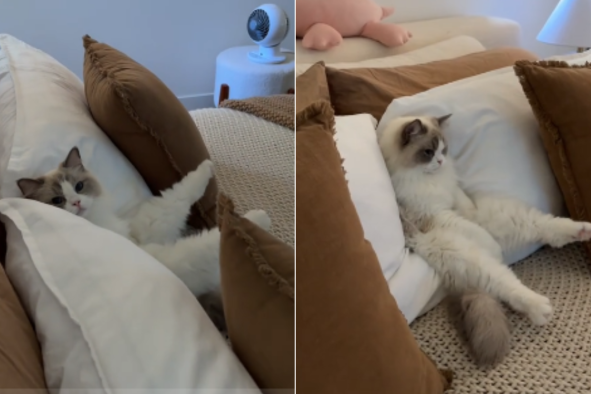 Cat 'Likes to Sit Like a Human' While Watching TVâand Enjoys Only One Show