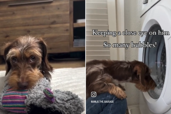 Loyal Dachshund Stands Guard as Toy Goes in Laundry: 'Not Leaving His Side'