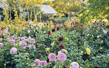 The best dahlias to bring a pop of colour to your garden