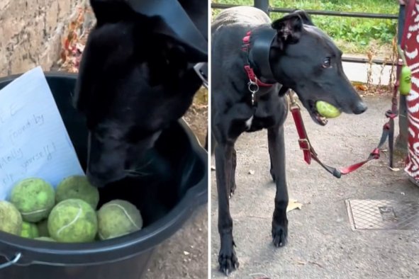 Dog Owner Finds Something Unexpected on WalkâComplete With a Sweet Note