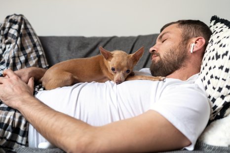 Delight at How Chihuahua Wakes Up Dad for Belly Rubs: 'Cute Overload'