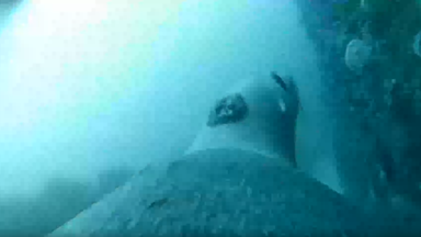 Sea lions in Australia carry cameras to help scientists map ocean floor for first time