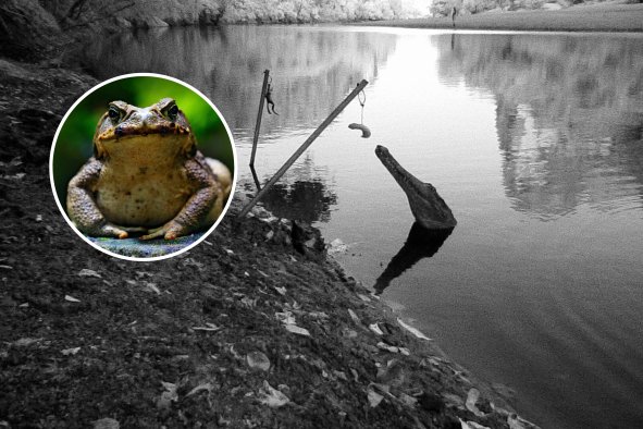 Crocodile Training Saves Reptiles From Toxic Toad Invasion