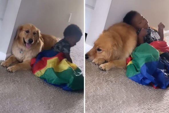 Cute Moment 'Sleepy' Toddler Tucks Himself in With Golden Retriever for Nap