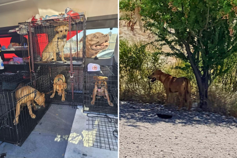 Puppies Forced To Eat Rocks To Survive Rescued From Las Vegas Desert