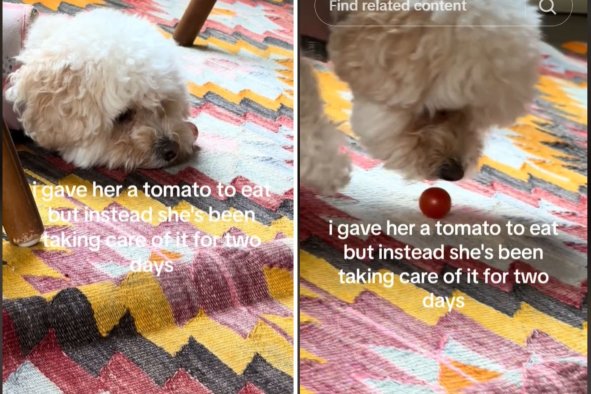 Owner Tests What Dog Would Do With TomatoâResult Is Totally Unexpected