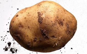 Britain is heading towards potato armageddon – unless science can save us