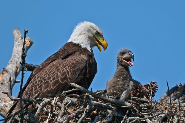 America's National Bird Harmedâ'Outraged' Scientists Up Info Reward to $15K