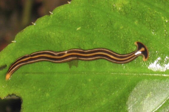 Hammerheads (the garden variety) pose a threat to earthworms