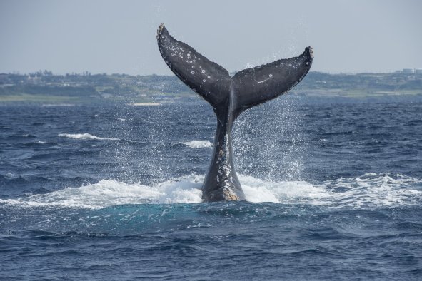 Whale Slaps Man in Face With Tail, Hospitalizing Him