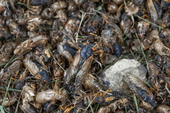 Itch Mites: Cicada Double Brood Brings Parasite Outbreak to Illinois