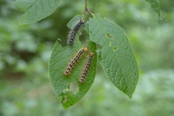 Insect Invasion Turning US Trees Against Native Species