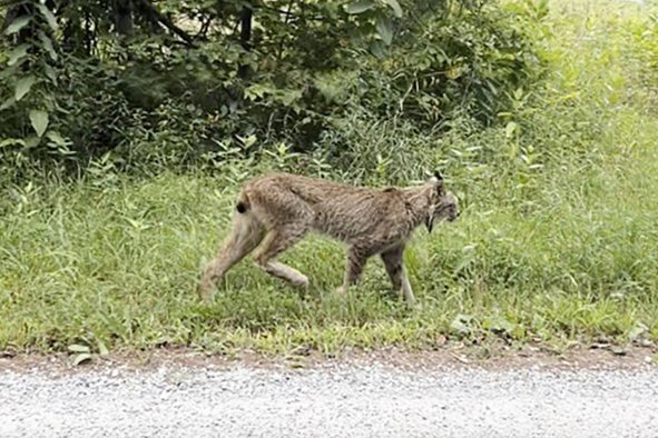 Canada Lynx: Sighting In Vermont Marks First Since 2018