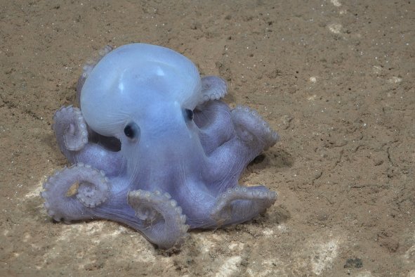 Adorable Octopus So Rare It Doesn't Have a Name Among New Seamount Images