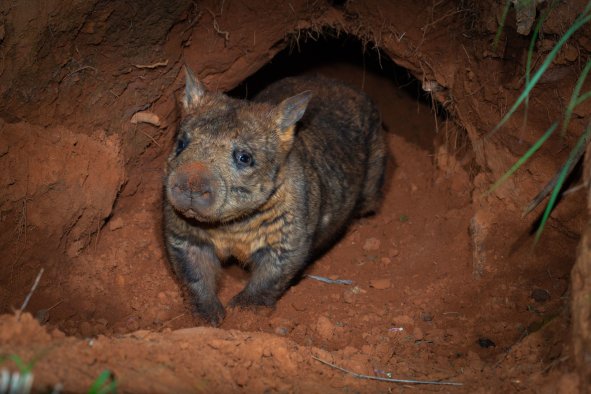 Watch: Extremely Rare (and Adorable) Baby Animal Caught on Camera