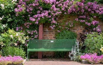 How to tame a wayward rambling rose